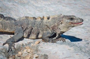 İguana buzlu. Isla Mujeres