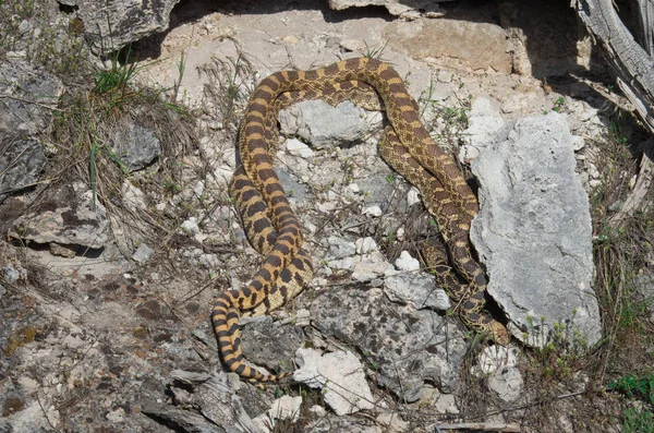 Parning av bullsnake i park — Stockfoto