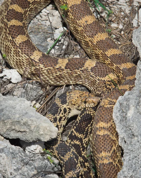 Acasalamento de cobra de touro no parque — Fotografia de Stock