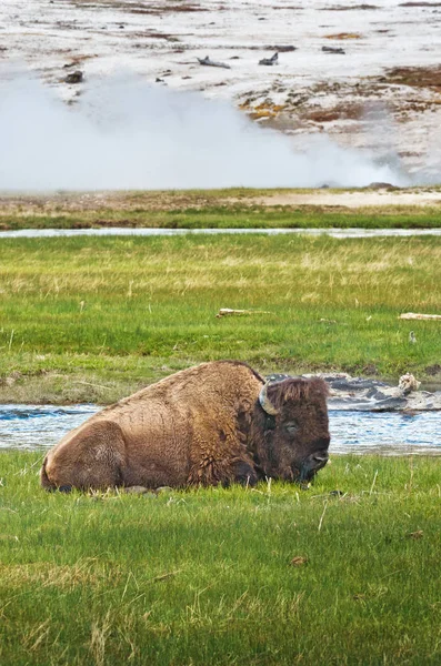 American bison i National Park — Stockfoto