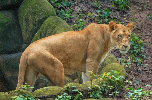 Leão deitado no jardim zoológico — Fotografia de Stock