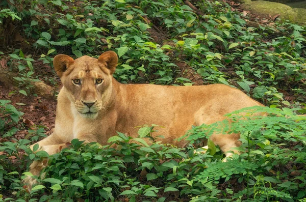 Leão deitado no jardim zoológico — Fotografia de Stock