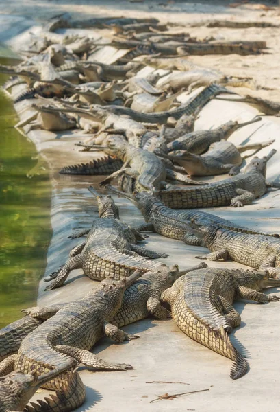 Gavials in de buurt van rivier — Stockfoto