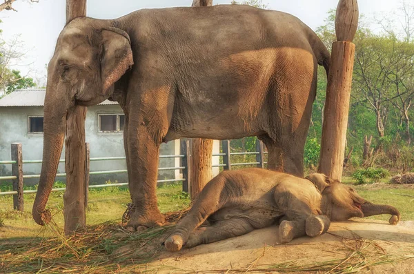 在育种中心的大象家族 — 图库照片