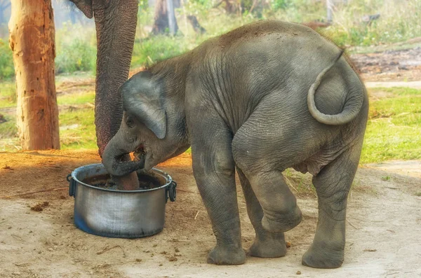 Petit éléphant dans le centre d'élevage — Photo