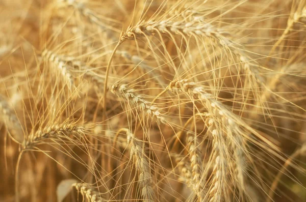 Campo de trigo dourado — Fotografia de Stock