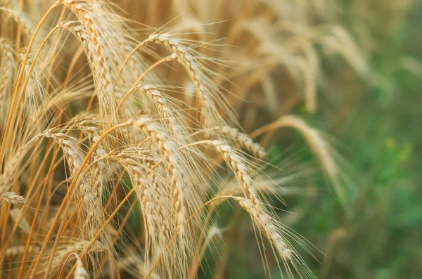 Gouden tarwe stengels — Stockfoto