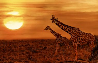 Afrika savana, zürafalar