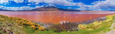 Flamingos in Laguna Colorada  clipart