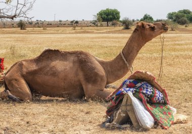 deve çölde Jaisalmer, Hindistan