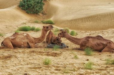 Develer çöl safari duraklatma sırasında beslenme