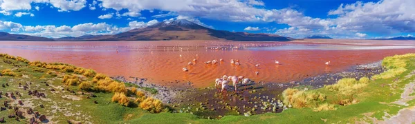 Plameňáci v laguna colorada — Stock fotografie