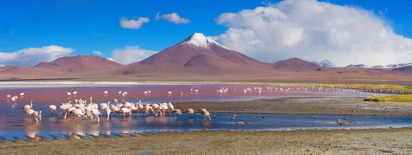 Flamingos em Laguna Colorada — Fotografia de Stock