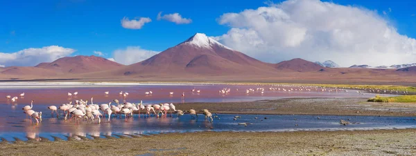 Фламинго в Лагуне-Колорада — стоковое фото