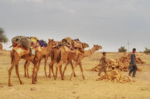Cameleer à Sam Sand Dune — Photo