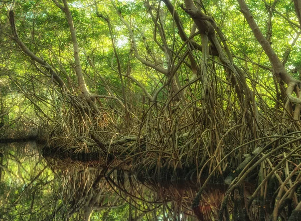 Foresta di mangrovie a Sian Kaan — Foto Stock