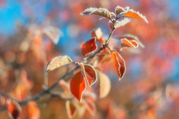 Frozen autumn leaves — Stock Photo, Image