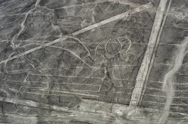 Geoglyph Parrot Dans Désert Nazca Patrimoine Mondial Unesco Pérou Amérique — Photo