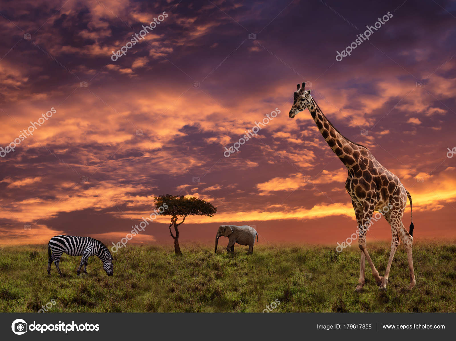 Afrikanischer Sonnenuntergang Mit Silhouette Der Tiere – Stockfoto ©  Byelikova #179617858, image size:1600x1198