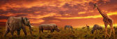 Картина, постер, плакат, фотообои "african sunset panoramic background with silhouette of the animals", артикул 179617836