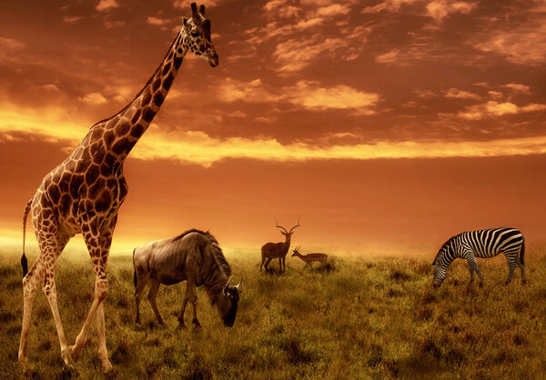 African sunset background with silhouette of the animals