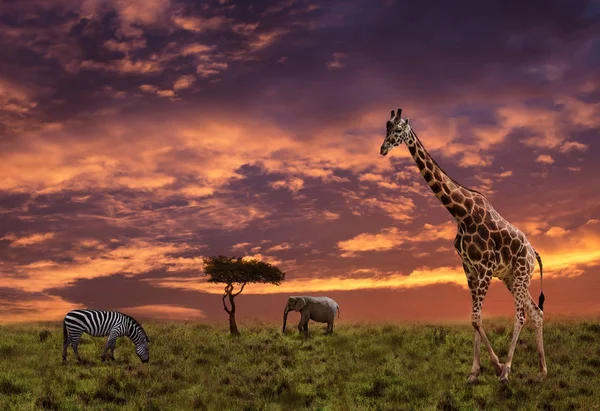 Fondo Africano Atardecer Con Silueta Los Animales —  Fotos de Stock