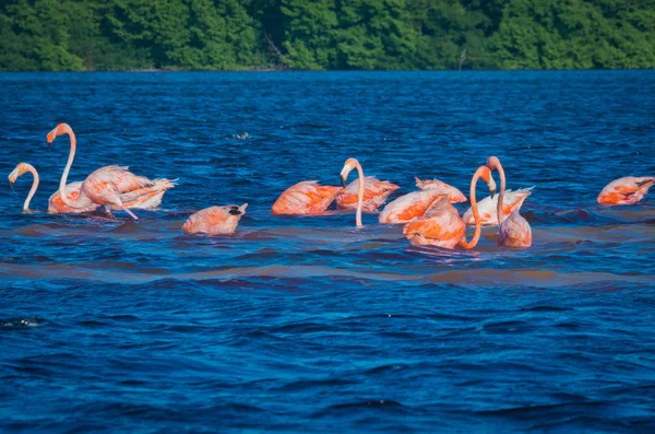 Różowe Flamingi Phoenicopterus Ruber Celestun Meksyk — Zdjęcie stockowe