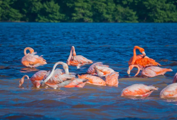 Pink Flamingos Phoenicopterus Ruber Guanajuato México —  Fotos de Stock