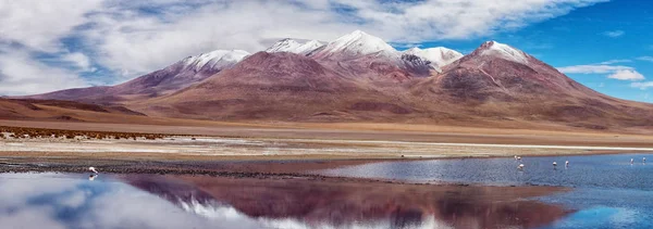 Рожеві Фламінго Озері Hedionda Болівія Панорамний Вид — стокове фото