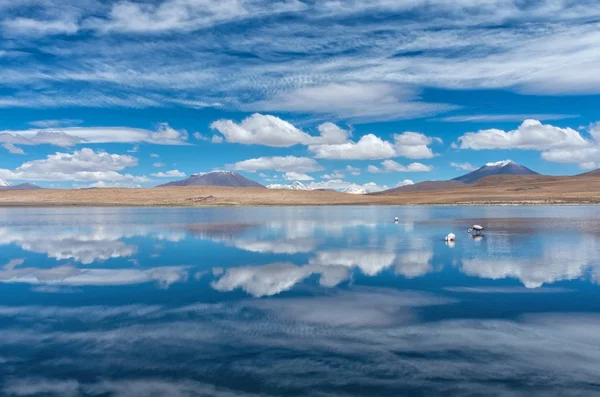 Rosafarbene Flamingos See Hedionda Bolivien — Stockfoto
