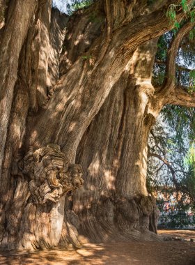 Arbol del Tule (ağaç, Tule), dev kutsal Tule ağaçta. Montezuma Selvi (Taxodium mucronatum), o Oaxaca, Meksika