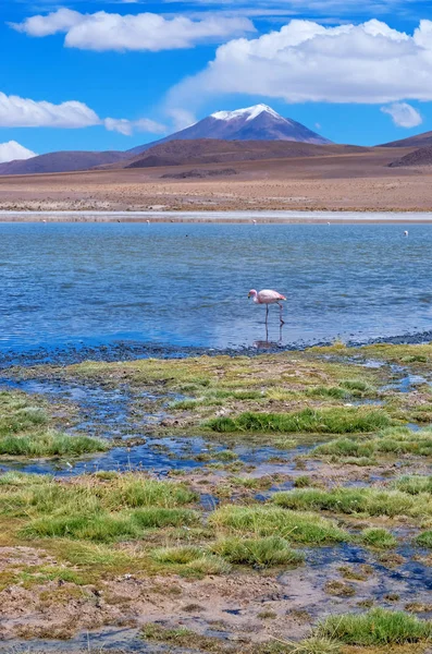 Pink Flamingo Jeziorze Hedionda Boliwii — Zdjęcie stockowe