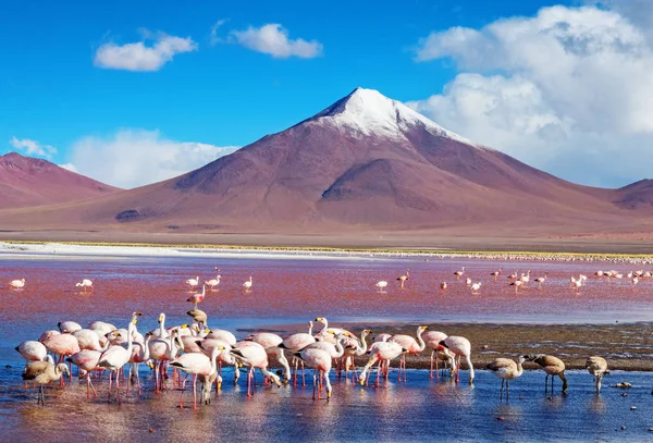Flamingolar Laguna Colorada, Bolivya