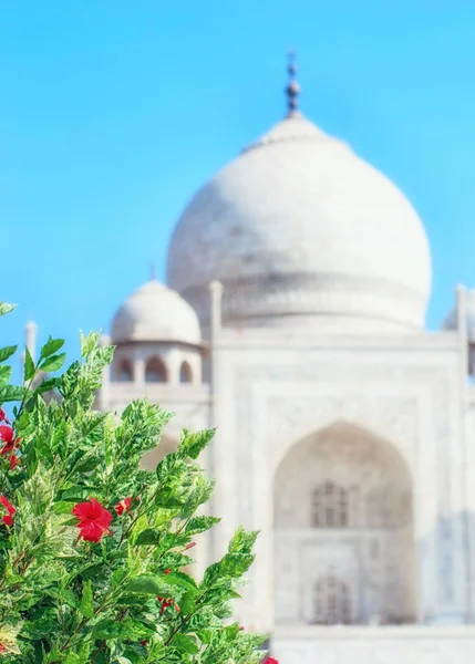 Taj Mahal Con Flores Primer Plano Agra Uttar Pradesh India —  Fotos de Stock
