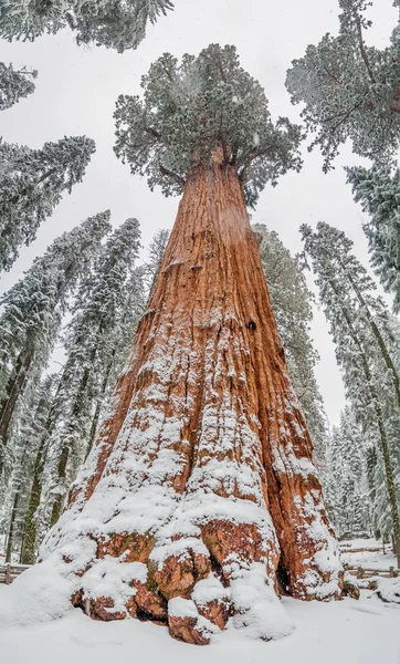 Obecné Sherman Tree Sequoiadendron Giganteum Národním Parku Sequoia Zimě Usa — Stock fotografie