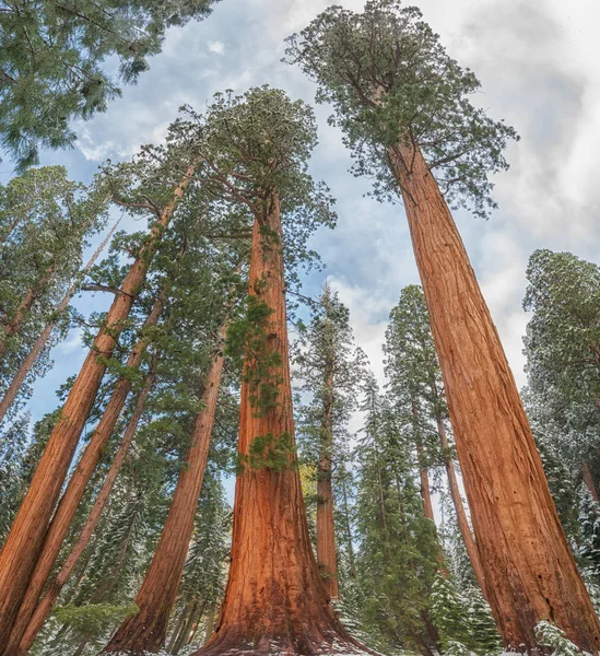 Riesen Sequoia Bäume Sequoiadendron Giganteum Sequoia Nationalpark Winter Usa — Stockfoto