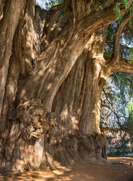 Arbol Del Tule Albero Del Tule Albero Sacro Gigante Tule — Foto Stock