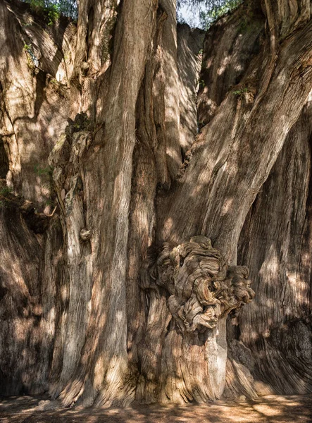 Arbol Del Tule Tree Tule Giant Sacred Tree Tule Montezuma — Stock Photo, Image