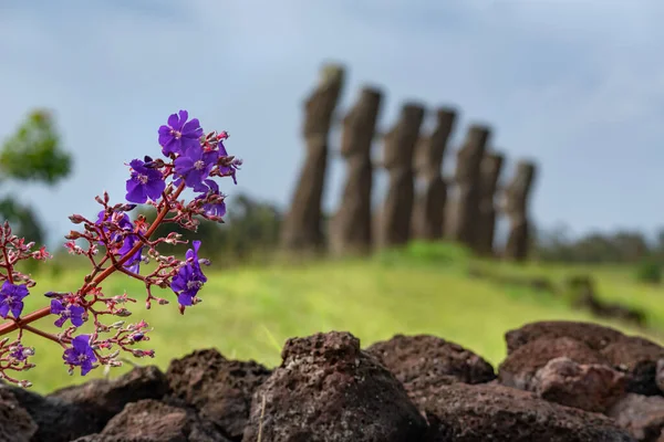 Ahu Akivi Rapa Nui Isla Pascua Región Valparaso Chile Sitio — Foto de Stock