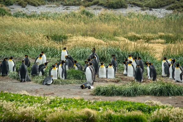 Kolonia Pingwinów Królewskich Linii Brzegowej Oceanu Chile — Zdjęcie stockowe