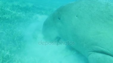 Dugong Red Sea'deki/daki