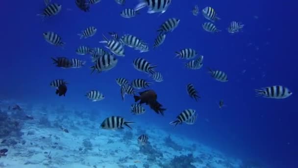 Kalabalık tropikal balıklar — Stok video