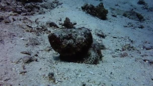 红海中的蝎子 — 图库视频影像