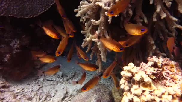 Peixes tropicais no Mar Vermelho — Vídeo de Stock