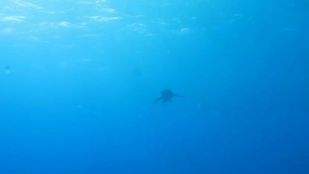 Tiburón en el Mar Rojo — Vídeos de Stock