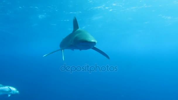 Tiburón en el Mar Rojo — Vídeo de stock