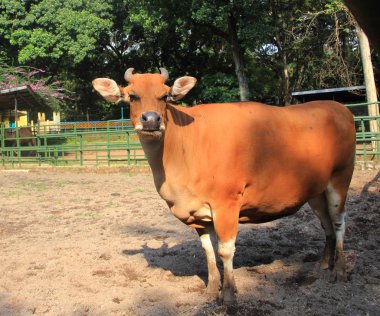 Hayvanat bahçesinde sığır