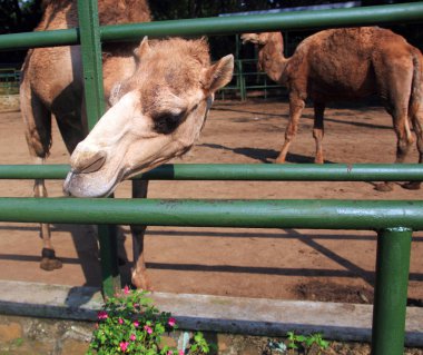 Hayvanat bahçesindeki develer.