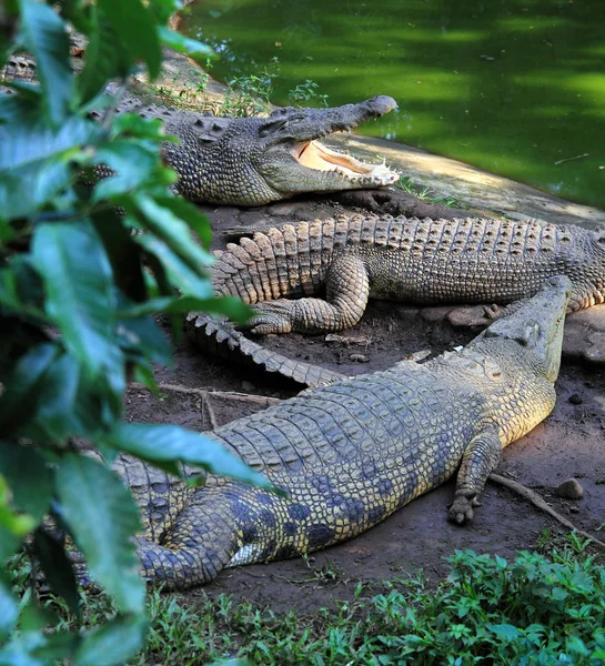 Krokodil az állatkertben — Stock Fotó