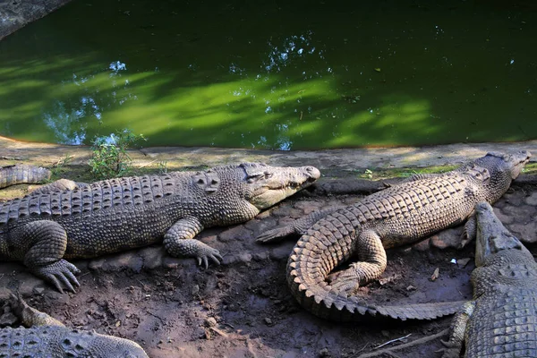 Krokodýl v zoo — Stock fotografie